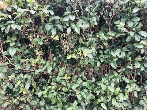 植物墻