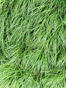 陽光草坪