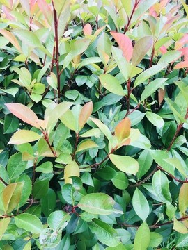 植物墻素材
