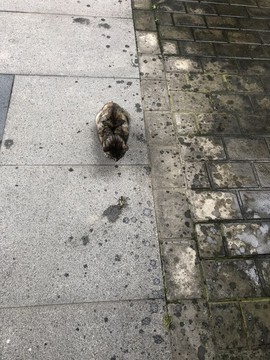 小貓咪玩耍
