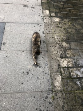 小貓咪玩耍