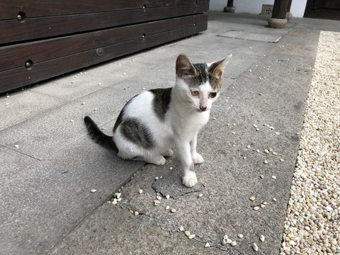 小貓