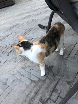 小貓咪