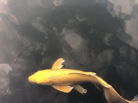觀賞魚(yú)