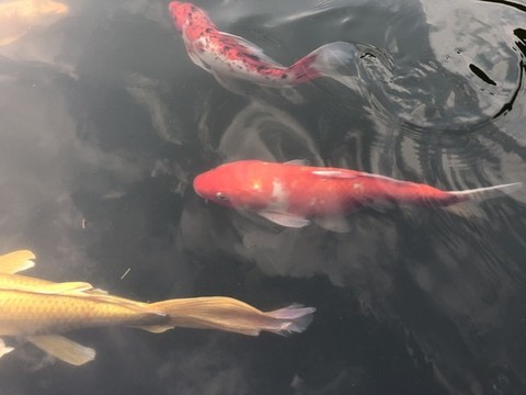 觀賞魚