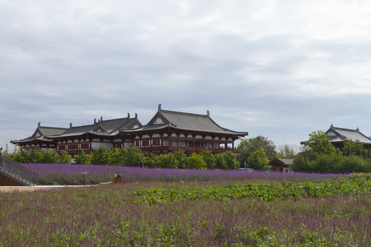長(zhǎng)春北湖花海