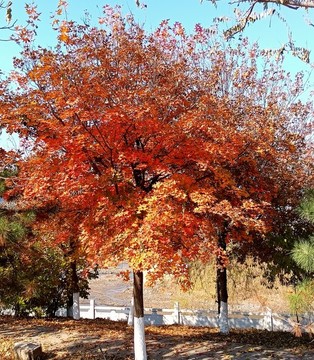 紅楓樹