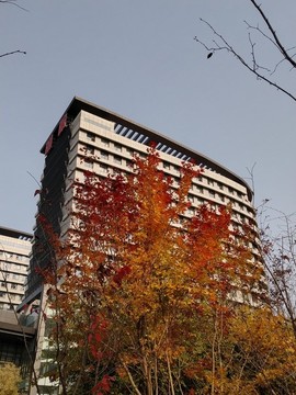 城市秋色