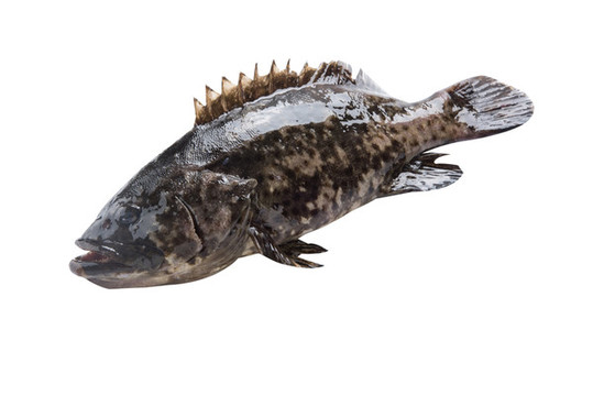 石斑魚