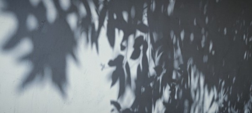 樹影