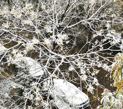 枝頭雪