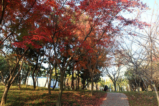 銀河公園秋色
