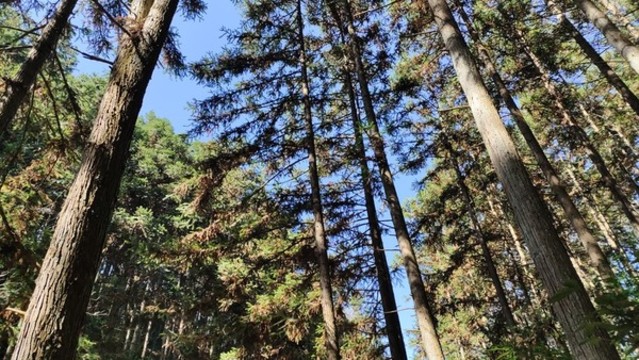 杉木大徑材杉樹林