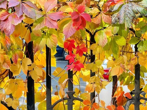 紅葉1