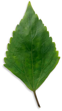 破壞草標(biāo)本