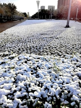 雪后街道清晨