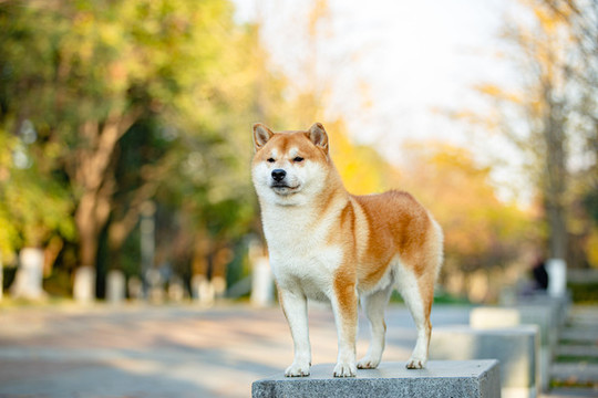 柴犬高清寫(xiě)真
