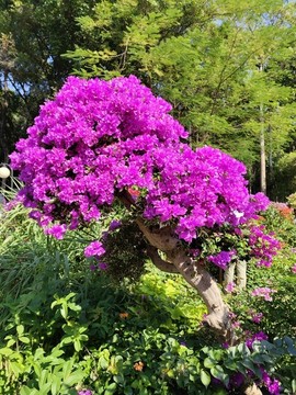 杜鵑花