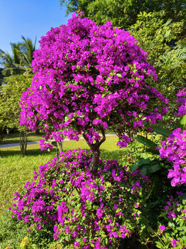 杜鵑花