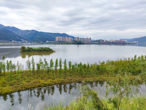 湖面水杉