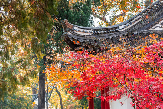 秋天揚(yáng)州大明寺的楓葉與御碑亭