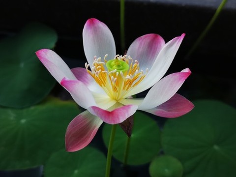 碗蓮
