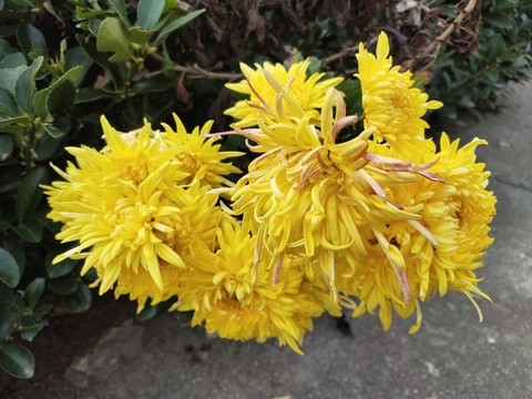 菊花