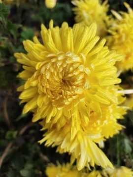 菊花