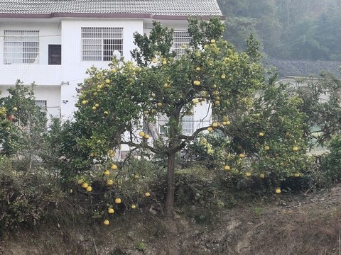 柚子樹與柚子