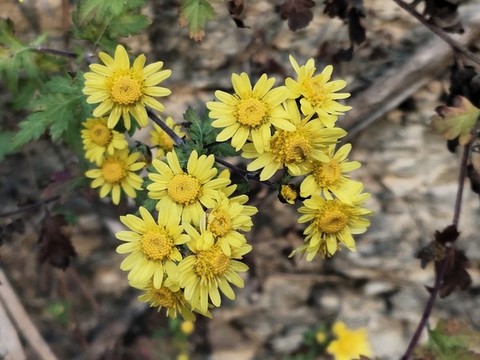 野菊花