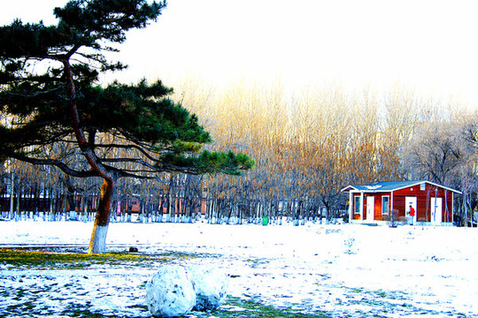冬雪