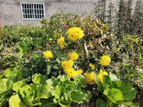 菊花與蔬菜