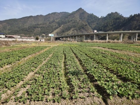 油菜田