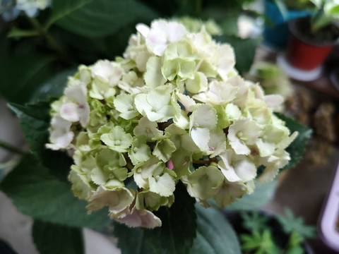 繡球花