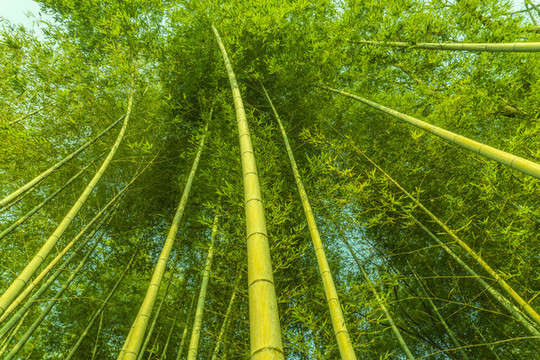 竹園竹林