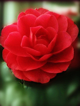 山茶花