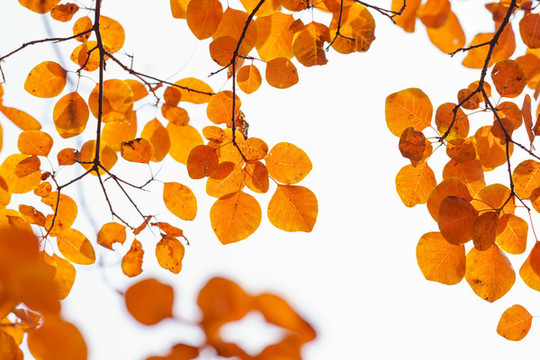唯美紅葉
