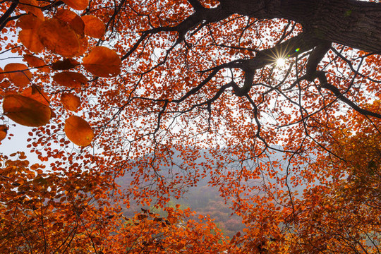 紅葉背景