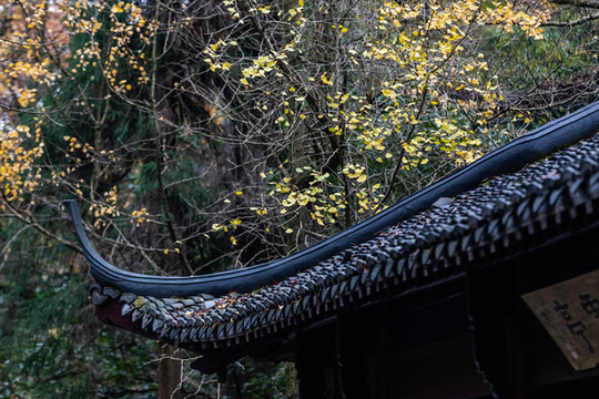 靈隱寺秋色
