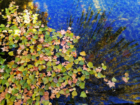 秋天水上落葉