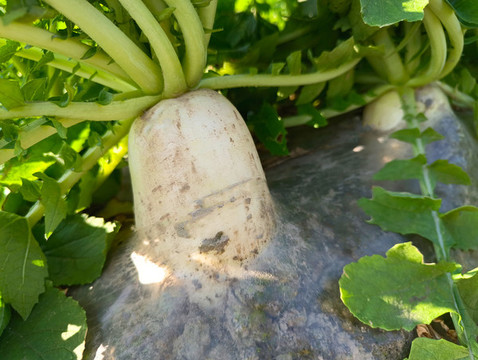 種植白蘿卜