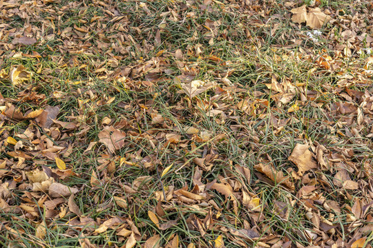 公園草地上的落葉