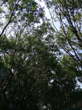 熱帶樹林