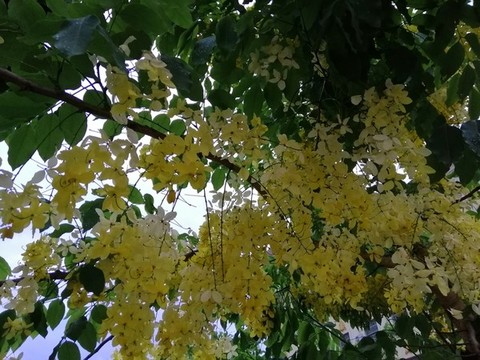 熱帶花