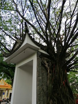熱帶樹屋