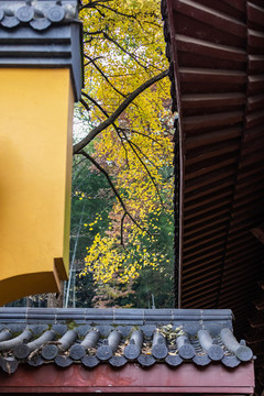 杭州永福寺秋色