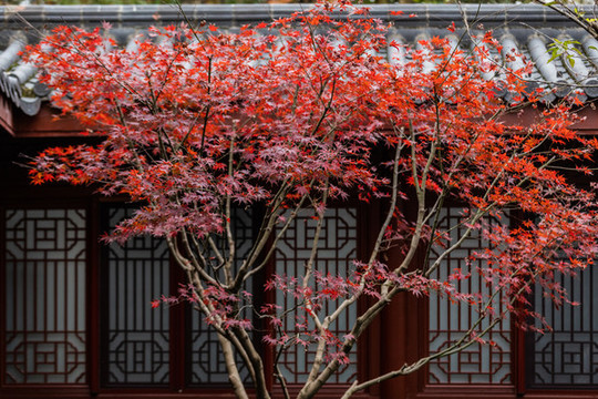 杭州永福寺秋色