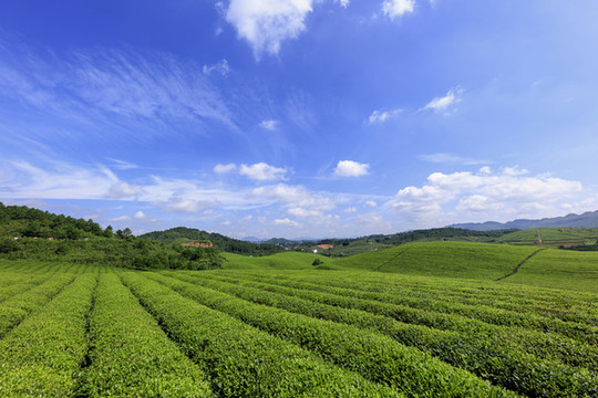 梵凈山萬(wàn)畝茶園
