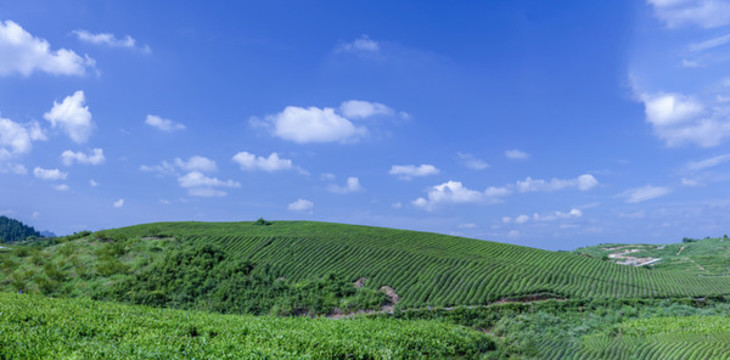 茶園生態(tài)茶有機(jī)茶