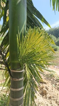 檳榔樹(shù)